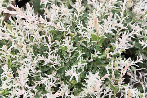 Neither the flowers nor the fruit are ornamentally significant. Tri-Color Willow - Plant Profile - Kalleco Nursery Corp.