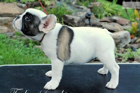 1,930 sale french bulldog products are offered for sale by suppliers on alibaba.com, of which resin crafts accounts for 4%, pet apparel & accessories accounts for 2%, and sculptures accounts for 2%. Meet AKC Champion Sired 100% Health a cute French Bulldog ...