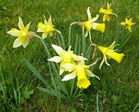 Daffodil Wild Wild Daffodil Wild Flower Finder