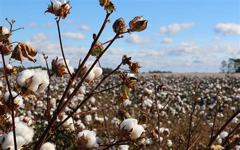 Surprise: The Philippines has the best cotton variety in the world 