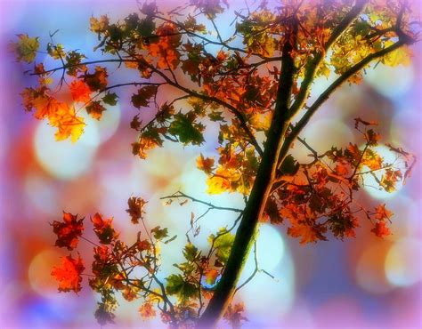 Magical Leaves Fall Hd Desktop Wallpaper Widescreen High Definition