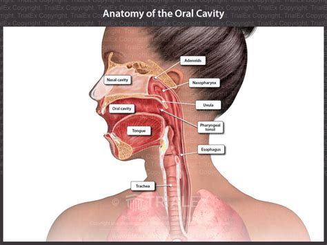 Anatomy Of The Oral Cavity Trial Exhibits Inc