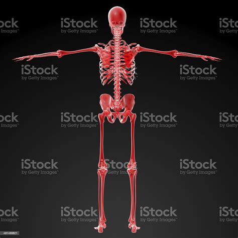 3d Render Skeleton Xrays Stock Photo Download Image Now Anatomy