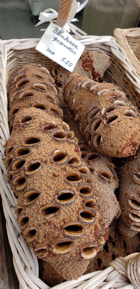 Trypophobia is an aversion to the sight of irregular patterns or clusters of small holes or bumps. The gift shop at a botanical gardens I went to was selling ...