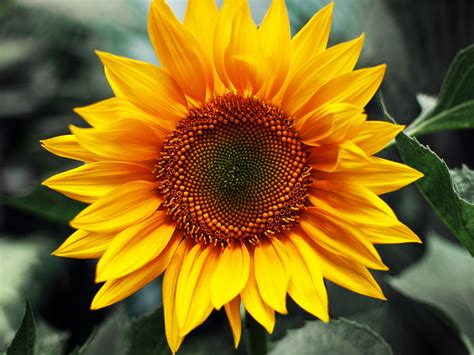Sunflower Flower Wallpaper Flower Dreams