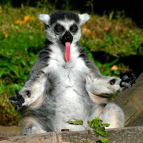 Lemur Meditation Сумасшедшие животные Смешные фотографии животных
