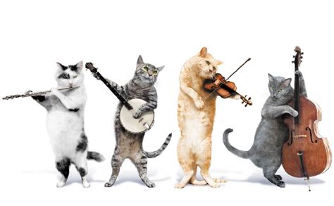 Unsere 10 Beliebtesten Lieder Mit Katzen Schnurrinchen