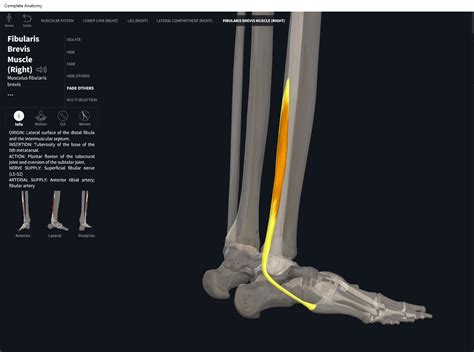 Muscles Fibularis Brevis Anatomy And Physiology