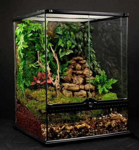 Terrarium Tree Frog Terrarium Frog Terrarium Tree Frogs