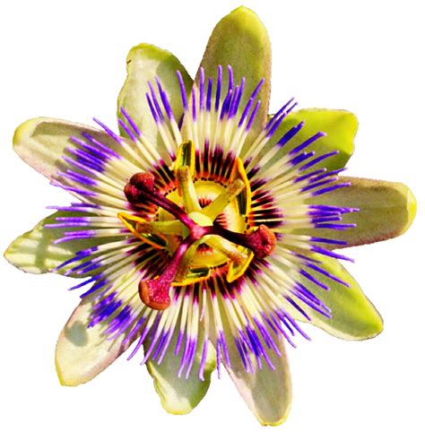 Vibrant Passion Flower By Jeanicebartzen27 On Deviantart