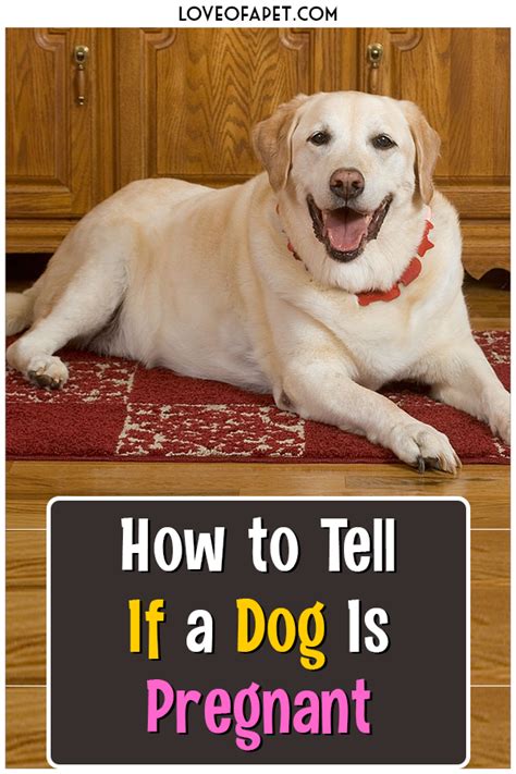 How To Tell If A Dog Is Pregnant Early