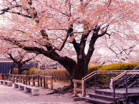 The Top 7 Places In Japan To See Cherry Blossom