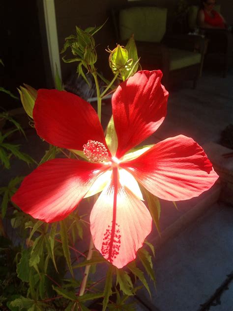 Our Water Hibiscus Bloomingonly Last A Day But Worth It Hibiscus