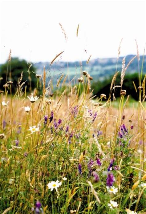 Visit The Best Wildflower Meadows In The Uk Country Life