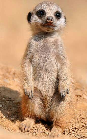Baby Meerkatone Of The Cutest Things On The Planet