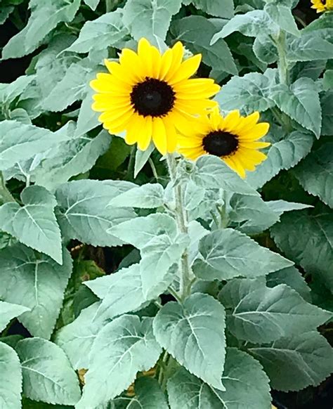 Sunflowers By Redsonya131313 On Deviantart