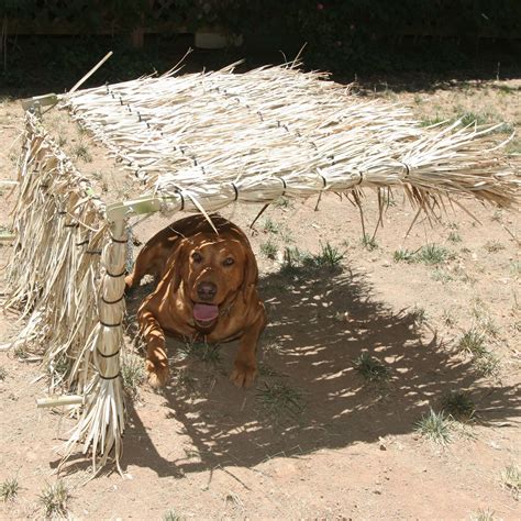 Dog Blind With Gibby Grass Gibson Duck Blind Covers Inc