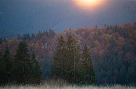 Autumn Landscpae At Sunset Wit Pine Trees Stock Image Image Of