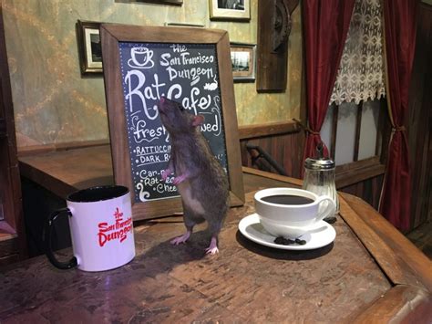 Are Themed Cafés Going Too Far A Rat Café Is Opening In San Francisco