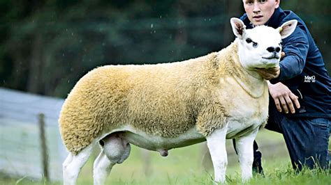 Worlds Most Expensive Sheep Sold In Scotland The Daily Star