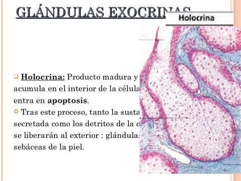 Epitelio Glandular Endocrino Y Exocrino