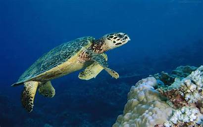 Underwater Wallpapers Sea Turtle Desicomments
