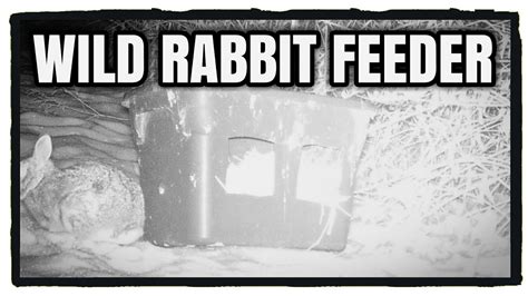 Wild Rabbit Winter Feeder What To Feed Wild Rabbits Homesteading
