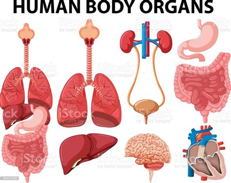 Ilustración De Diferentes Tipos De Órganos Cuerpo Humano Y Más Vectores