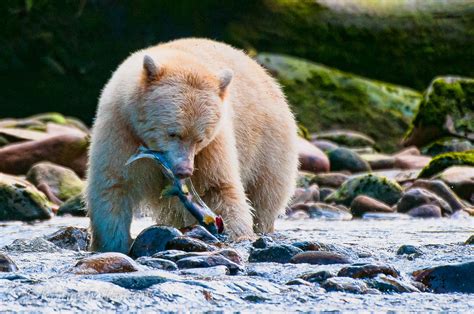 Spirit Bear Catching Salmon