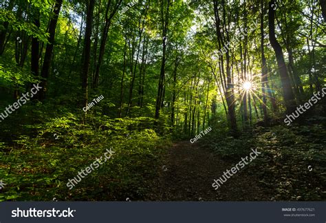 Beautiful Scenery Woods Lush Green Foliage Stock Photo 497677621