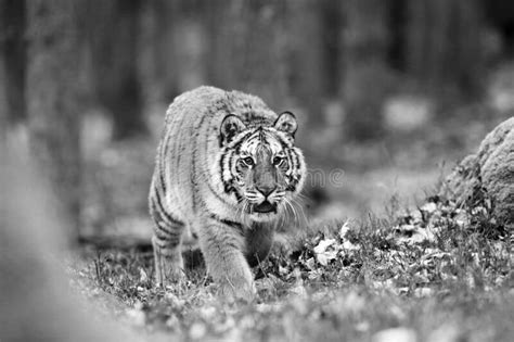 The Siberian Tiger Panthera Tigris Tigris Also Called Amur Tiger Panthera Tigris Altaica In The