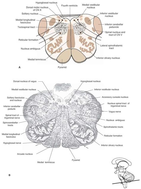 Bookbrain Stem Nuclei The Central Nervous System