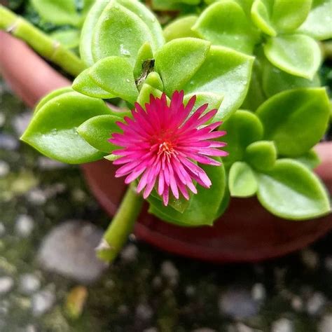 As atividades, no entanto, não estarão juntas no novo endereço, na rua vigário joão carlos 65, em campos. Floração da Rosinha do sol. 🌸🌵😍 ID: "Ap | Suculentas ...