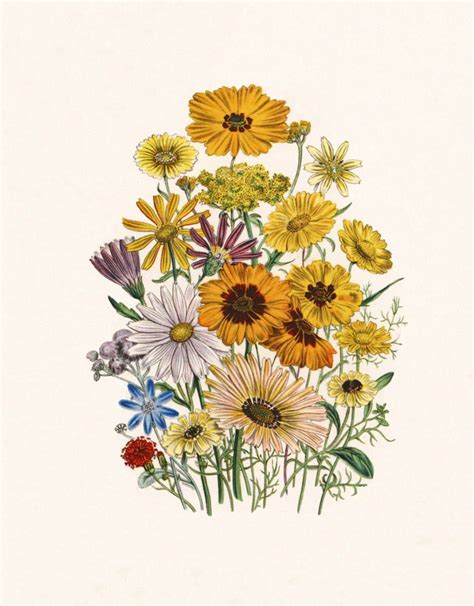 daisy plant illustration Google Search Ботанические иллюстрации