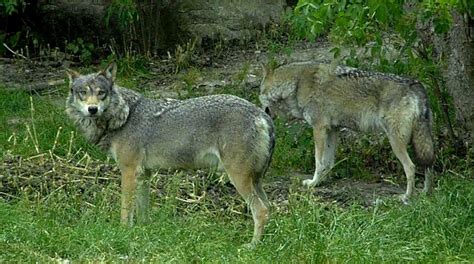 Europäischer Wolf Tierpark Hellabrunn Youtube