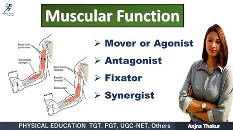 Muscular Function Group Action Of Muscle Agonist Antagonist