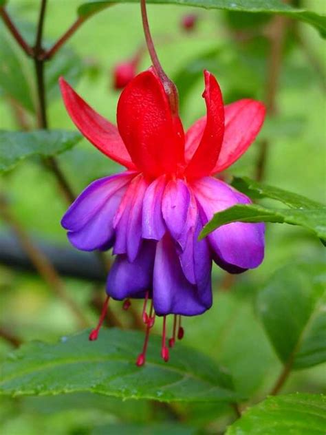 200 Best Lovely Fuschia Images On Pinterest Flowers Flowers Garden