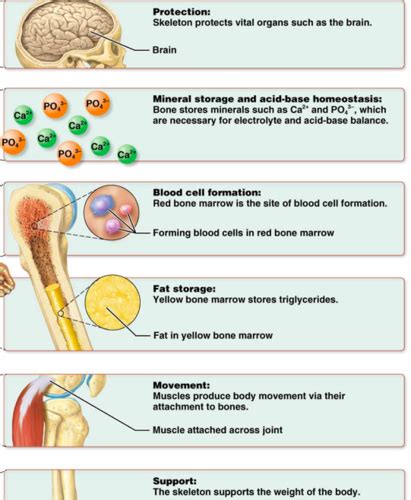 Chapter 6 The Skeletal System Bones Bone Tissue Flashcards Quizlet