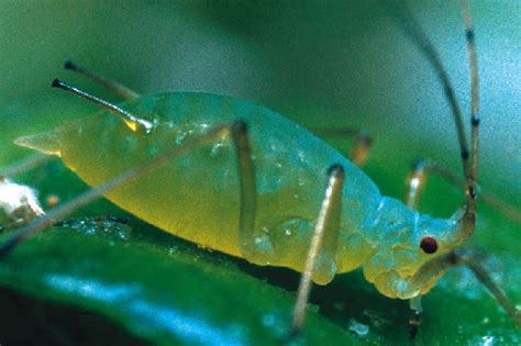 Banana, small and large cardamom, colocasia sp and allocasia sp damage: Pea Aphid