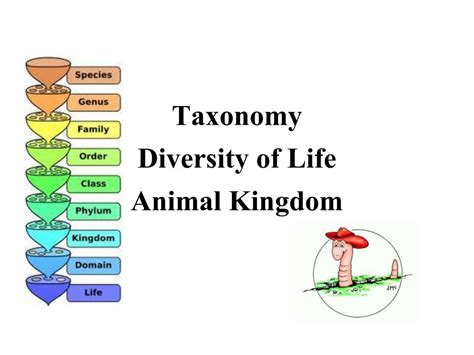 Ppt Taxonomy Diversity Of Life Animal Kingdom Powerpoint Presentation