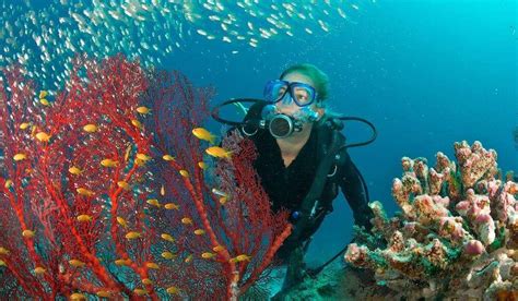 Professional association of diving instructors. Scuba Diving In Seychelles: 9 Spots For Your Trip!(Updated 2021 List)
