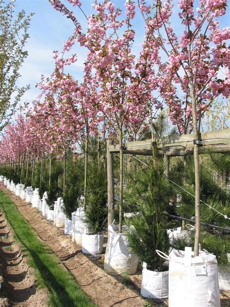 Japanese Cherry Kanzan Cherry Blossom Kanzan Barcham Trees