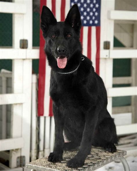 All Black German Shepherd Puppies For Sale In Illinois Solid Black