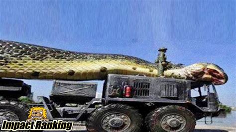 世界で発見された驚きの超巨大ヘビ5選 youtube