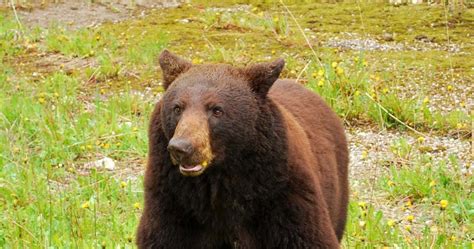 Outside Of The Bubble Brown Black Bear