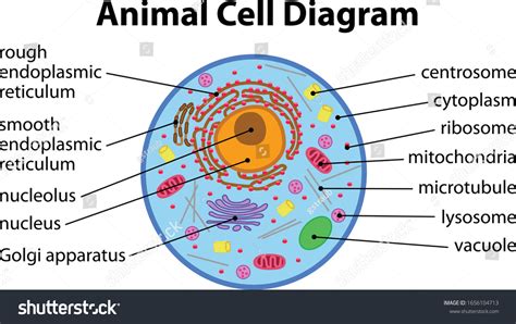 Diagram Of An Animal Cell Royalty Free Stock Vector 1656104713