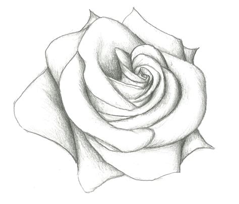 40 Free Rose Drawings