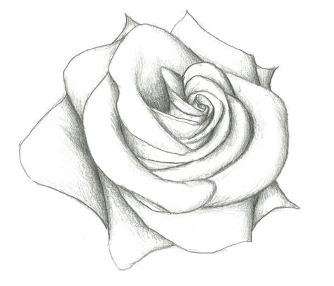Drawings ideas for girls drawing teenagersrhairhuaracheus x best. Rose Drawing at GetDrawings | Free download