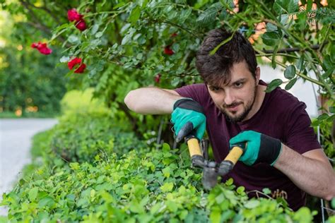 Premium Photo A Man Gardener Trimming An Hedge In Spring Yard
