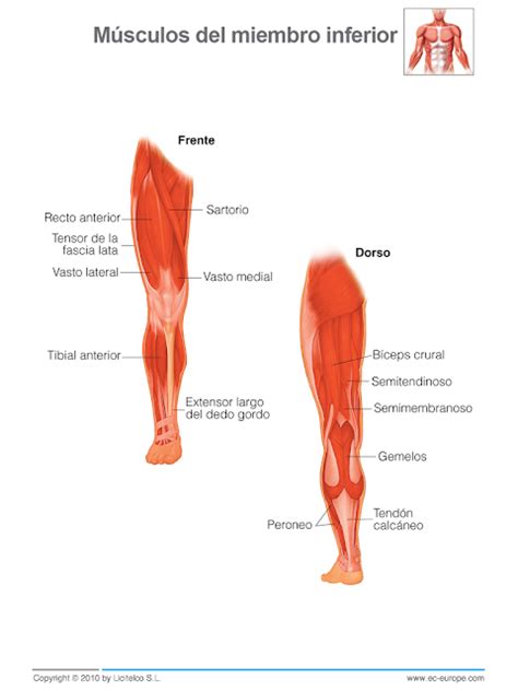 Tensor de la fascia lata: 2º ESO - Educación Física: Sistema Muscular